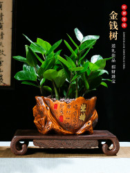 办公室盆栽 金钱树盆栽植物室内好养花卉客厅四季办公室大发财树招财绿植盆景 什么值得买