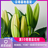 云南昆明花材批发 香水百合花鲜花 鲜花速递结婚纪念日生日礼物 随机百合单次体验10朵