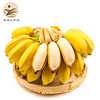 【楚雄扶贫馆】香蕉芭蕉 当季新鲜水果高山香蕉自然成熟 5斤装