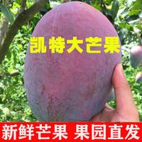 【现摘果】四川攀枝花凯特芒果当季新鲜水果 带箱5斤 中果【300g左右】