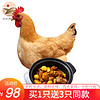 【南乐馆】农家土鸡三黄鸡跑步鸡走地鸡笨鸡整鸡新鲜鸡肉 约750g/只 整只装