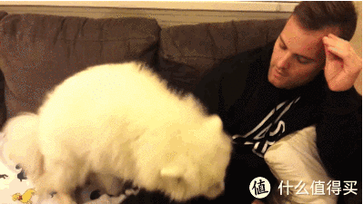 博世S8 ProAnimal 无线手持吸尘器