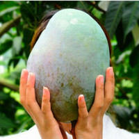 攀枝花凯特芒果甜芒果水果新鲜芒果一整箱10斤 买5送5斤【带箱9.5-10斤】 精选小果