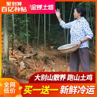正宗土鸡农家散养走地鸡整只鸡肉新鲜童子鸡冷冻草鸡老母鸡跑山鸡
