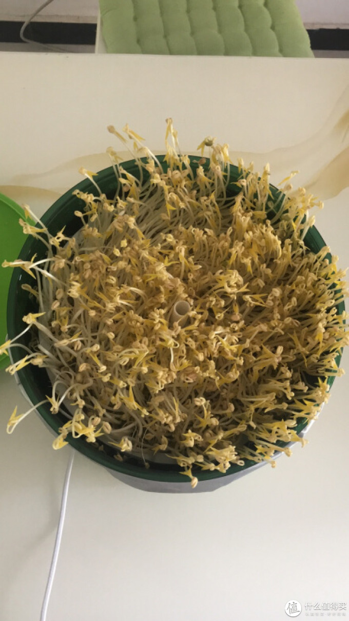 小熊豆芽机
