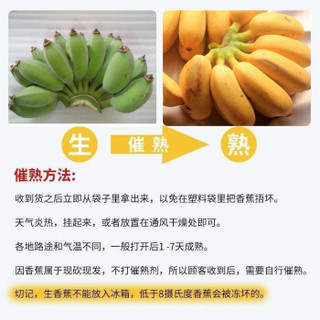 广西小米蕉 粉蕉香蕉新鲜水果 现摘现发 孕妇宝宝应季京东生鲜 小米蕉9斤