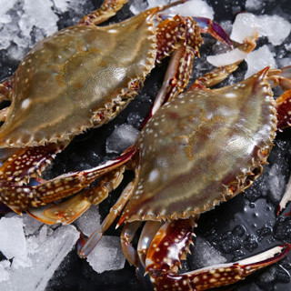 商品渔吻 青岛梭子蟹鲜活螃蟹500g3-4只特大海蟹梭子蟹海鲜水产