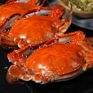 商品渔吻 青岛梭子蟹鲜活螃蟹500g3-4只特大海蟹梭子蟹海鲜水产
