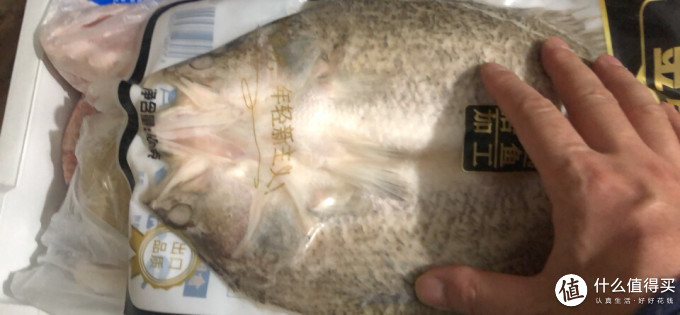 领鲜派鱼类
