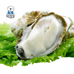 贝司令 乳山生蚝鲜活 5斤 L（70g-90g）
