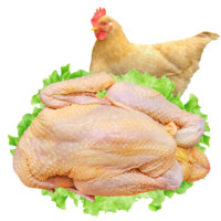 三黄鸡肉新鲜冷冻整只白条鸡现杀现发走地鸡单只800克左右生鲜冷链 3只装