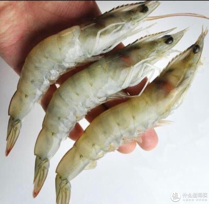 极易鲜锋虾类
