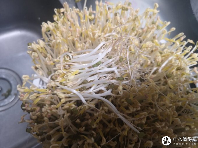 小熊豆芽机
