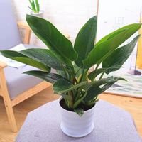 绿公主大叶金钻吸毒王四季常青吸甲醛植物室内桌面绿植盆栽花卉D 白色塑料花盆 两盆(20-25厘米)