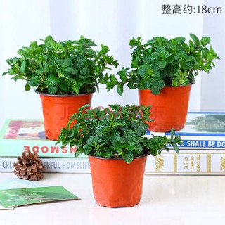球艺可食用柠檬薄荷苗盆栽香草植物驱蚊草绿植物 可食用薄荷(配白色圆盆) 带盆栽好