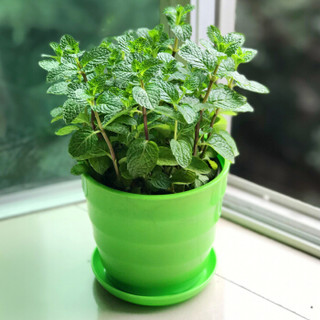 球艺可食用柠檬薄荷苗盆栽香草植物驱蚊草绿植物 可食用薄荷(配白色圆盆) 带盆栽好