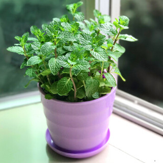 球艺可食用柠檬薄荷苗盆栽香草植物驱蚊草绿植物 可食用薄荷(配白色圆盆) 带盆栽好