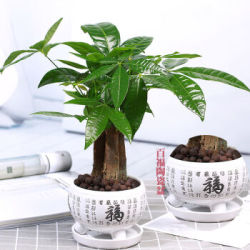 发财树盆栽 发财树盆栽原土原盆 什么值得买 发财树盆栽 发财树盆栽原土原盆 什么值得买