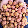 桃李村 云南新鲜红皮土豆  净重9.5-10斤