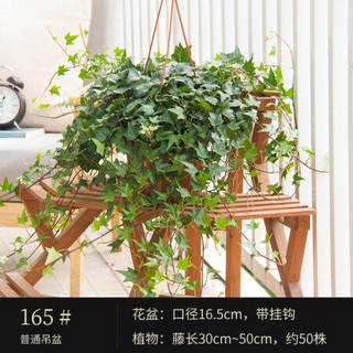 红豆（Hodo）165杯常春藤简易吊盆 四季常绿爬藤垂吊植物 带盆载好发货