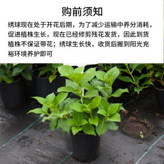 红豆（Hodo）无尽夏纱织小姐绣球花大苗大花型当年开花木本花大号老桩枝干粗壮室内阳台庭院带盆栽好发货 无尽夏