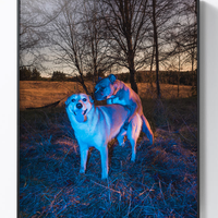 BENOIT PAILLE 贝努瓦·帕耶 作品 《两只小狗》