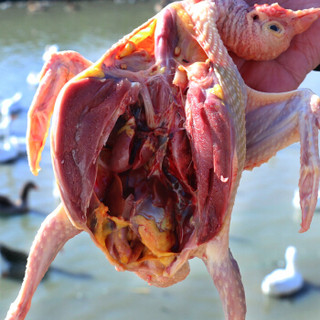 农谣鸽子肉新鲜现杀2只装乳鸽老鸽子各1只杀前1000g