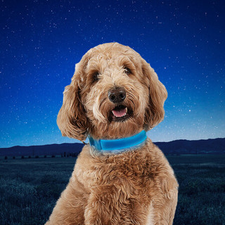 美国奈爱Niteize宠物狗LED 发光织带项圈警示灯常亮适合多种尺寸 蓝色 S