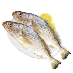 PLUS会员专享：春瑞 深海大黄鱼 500g/条 *4件