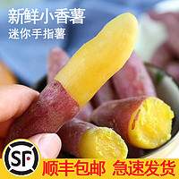 新鲜小香薯2.5斤 手指小香薯红薯蜜薯番薯板栗薯红皮黄心迷你红薯新鲜蔬菜 偶数发货