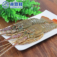 刺身级新鲜冷冻小青龙虾200-250g/个 花龙虾仔媲美澳洲大青龙冷鲜