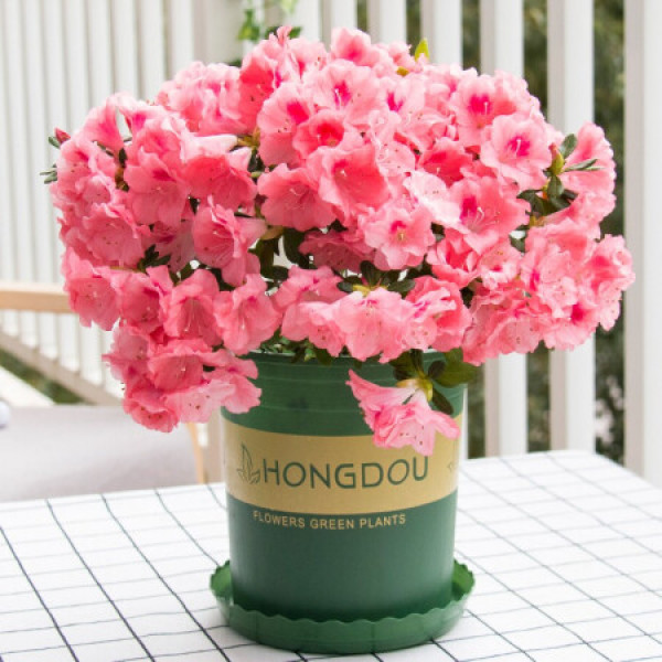 商品红豆(hodo)东洋杜鹃粉元宝(8年龄) 室内观花植物花期长杜鹃花庭院
