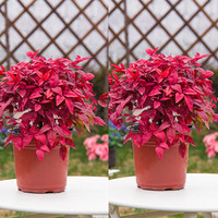 红豆（Hodo）红叶南天竹简易盆（2盆装） 红色观叶植物办公室内阳台庭院绿植盆栽 带盆发货