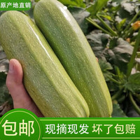 桃李村 西葫芦 新鲜蔬菜农家自种  精选5斤装