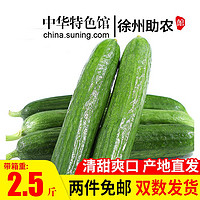 徐州助农馆新鲜水果黄瓜带箱2.5斤装 新鲜蔬菜 非有机 产地直发 华东
