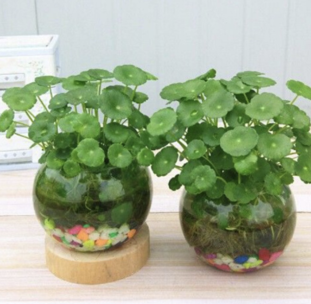4种常见花,别让它们开花,开花“坏事多”