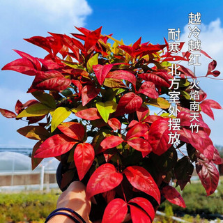 红豆（Hodo）红叶南天竹加仑盆（2加仑） 红色观叶植物办公室内阳台庭院绿植盆栽 带盆发货