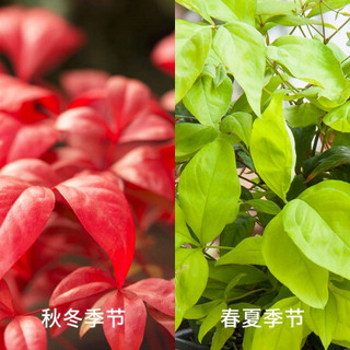 红豆（Hodo）红叶南天竹加仑盆（2加仑） 红色观叶植物办公室内阳台庭院绿植盆栽 带盆发货