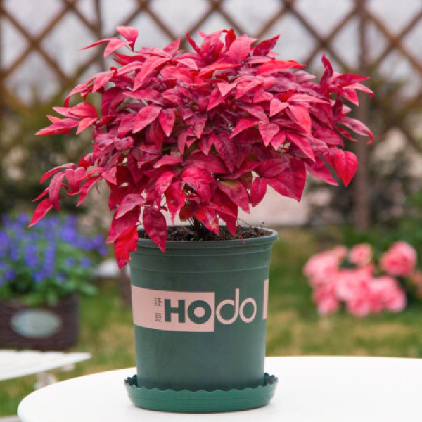红豆(hodo)红叶南天竹加仑盆 红色观叶植物办公室内阳台庭院绿植盆栽