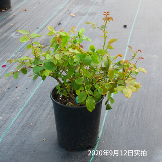 红豆（Hodo）藤彩虹月季1加仑盆栽 藤本复色蔷薇藤本月季盆栽勤花植物 带盆载好