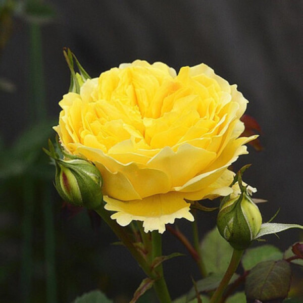 红豆(hodo)达尔文月季1加仑盆栽 欧月查尔斯达尔文月季花 灌木月季花