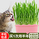 猫草种子水培猫薄荷猫零食除毛球化毛膏猫草种籽种植套装猫咪用品