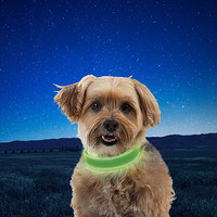 美国奈爱Niteize宠物狗LED 发光织带项圈警示灯常亮适合多种尺寸 绿色 S
