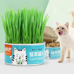 憨憨乐园 猫草盆栽罐头猫草