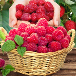 华北强新鲜水果覆盆子红树莓1斤礼盒装