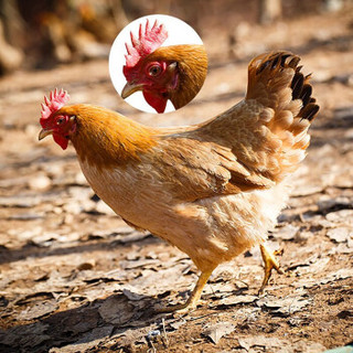 对面小城 农家散养土鸡嫩鸡童子鸡 新鲜鸡肉柴鸡笨鸡三黄鸡 约750g/只 整只装 整鸡