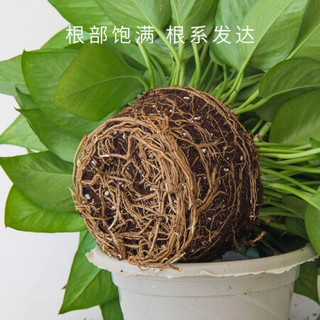 红豆（Hodo）绿萝180杯双层吸水盆 绿萝盆栽室内花卉绿植四季常绿水养盆栽盆景大叶绿萝 带盆载好