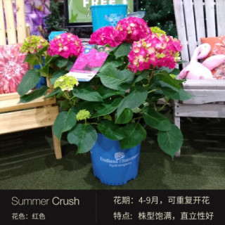 红豆 Hodo 无尽夏绣球系列怒放bloom Struck无尽夏绣球花苗盆栽室内阳台庭院观花植物大花带盆载好发货 报价价格评测怎么样 什么值得买