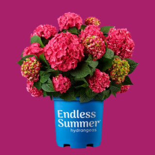 Hodo 红豆盆栽 红豆 Hodo 无尽夏绣球系列袭夏summer Crush 绣球花苗盆栽庭院阳台室内观花植物带盆载好发货 报价价格评测怎么样 什么值得买