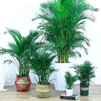 移动专享：SIBAOLU 斯宝路 散尾葵凤尾竹盆栽 不含盆 高25-35cm 9-13颗